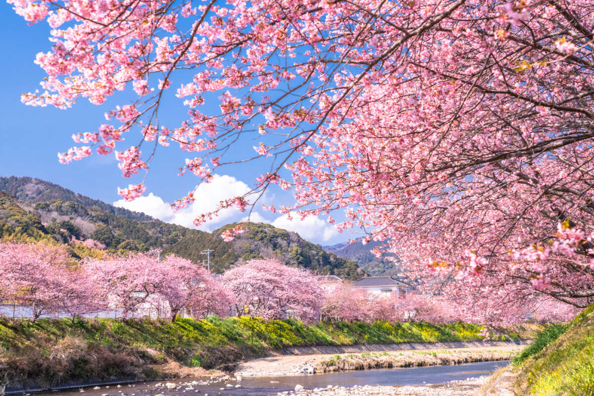桜の風景